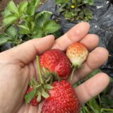 【はじめての野菜育て⑦】感動のいちご収穫🍓