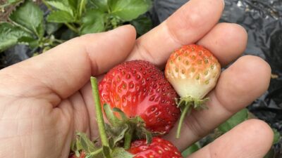 【はじめての野菜育て⑦】感動のいちご収穫🍓