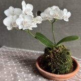 苔玉ちゃん　カビちゃった