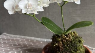 やってみたかった苔玉作り 苔がふわふわ〜