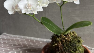 苔玉ちゃん　カビちゃった