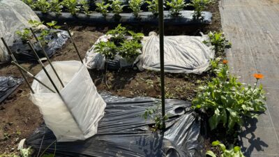 【シェア畑】野菜育てチャプター２　夏野菜の栽培開始