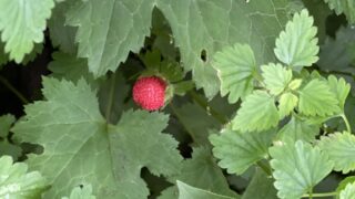 【四毒抜き】外食について