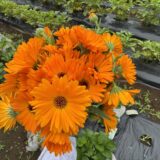 【シェア畑】トマト・きゅうりとカレンデュラの花束