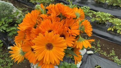 【シェア畑】トマト・きゅうりとカレンデュラの花束