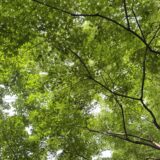 【四毒抜き】山椒が大好きになる日が来るとは