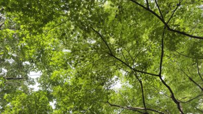 【四毒抜き】山椒が大好きになる日が来るとは