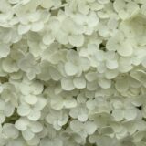 【四毒抜き】気になる言葉