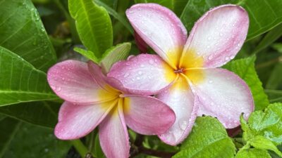グルテンフリーはカロリーフリーではない（笑）