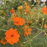 ChatGPTとの旅の計画　ニュージーランド　テカポの星空鑑賞