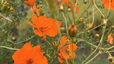 ChatGPTとの旅の計画　ニュージーランド　テカポの星空鑑賞