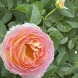 今期のシェア畑は実験