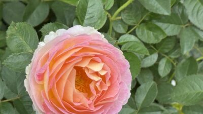 今期のシェア畑は実験