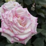 本当の自分はローズスタイル