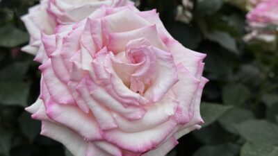 本当の自分はローズスタイル