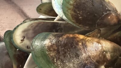 【四毒抜き】【グルテンフリー】ニュージーランド　北島タウランガ　おすすめレストラン