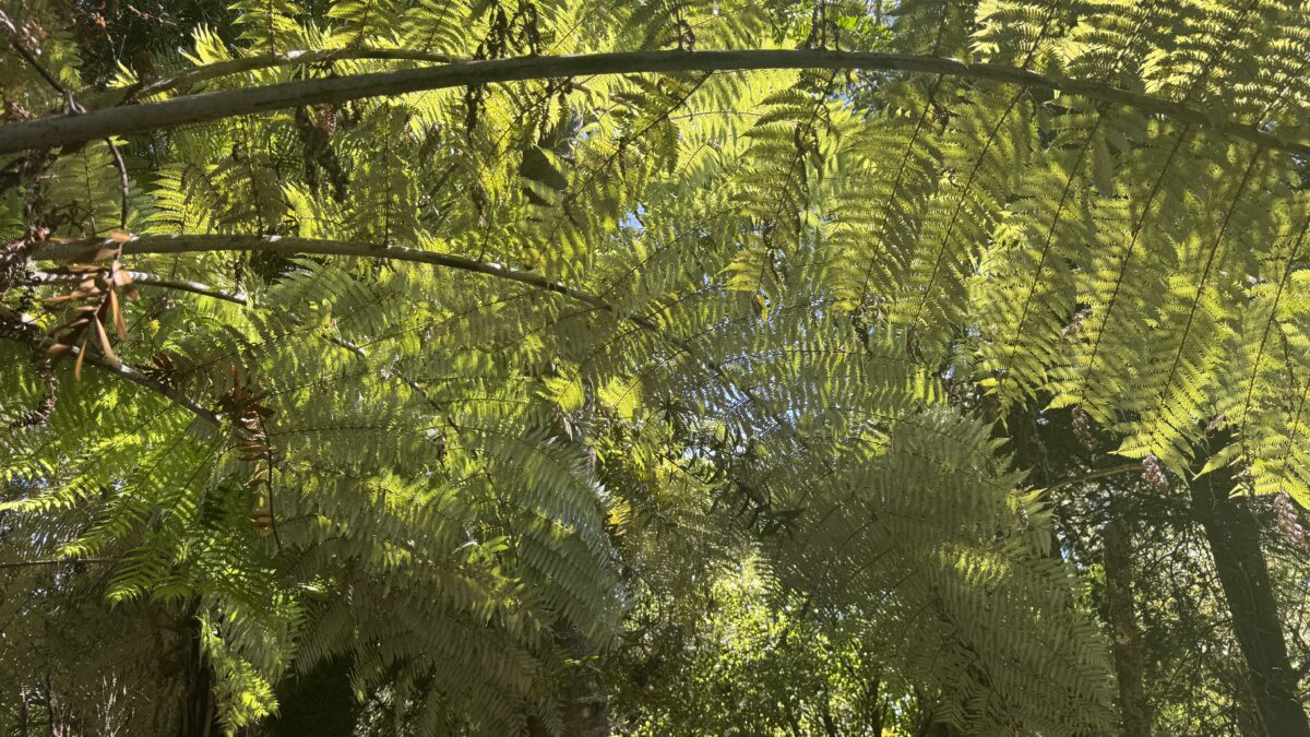 海外旅行での現金はどうしてる？Wiseが超絶便利でした