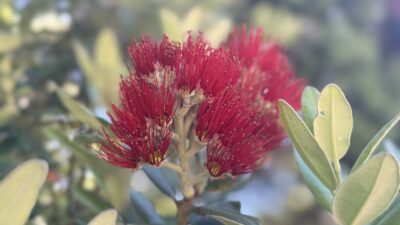 【四毒抜き】【グルテンフリー】サポートサプリ