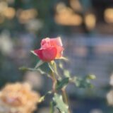 応援の新しいあり方　箱根駅伝編