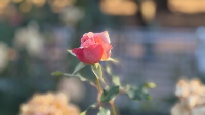 応援の新しいあり方　箱根駅伝編